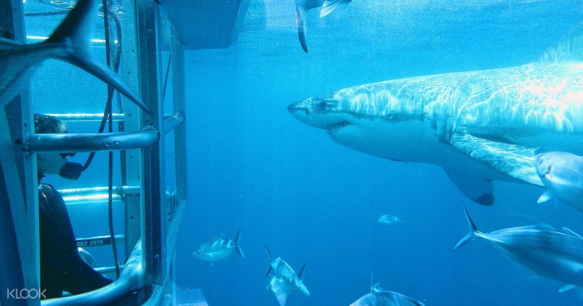 Lincoln and sharks